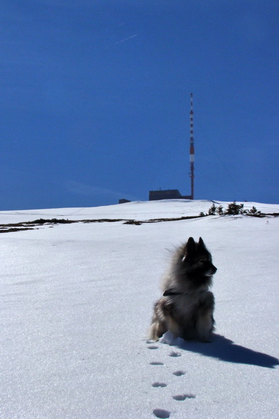 Kráľova hoľa z Pustého poľa (Nízke Tatry)