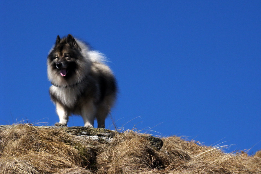 Kráľova hoľa z Pustého poľa (Nízke Tatry)