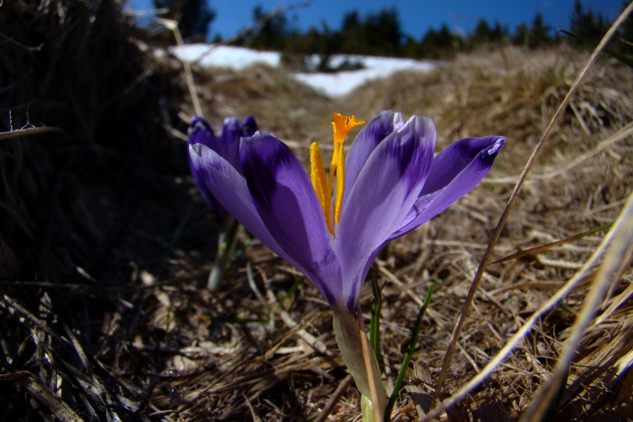 Kráľova hoľa z Pustého poľa (Nízke Tatry)