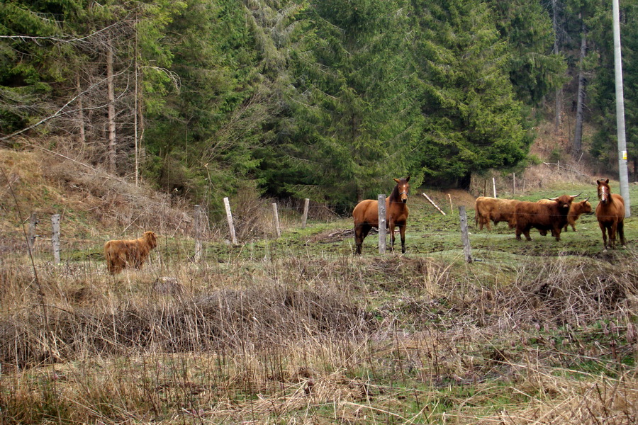 škótsky náhorný dobytok na farme