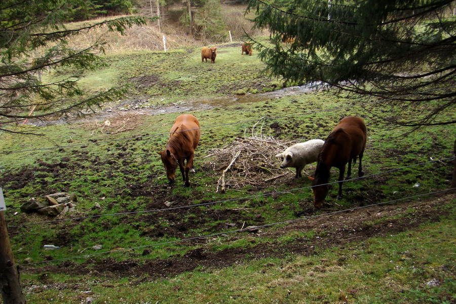 ošípaná Mangalica a kone