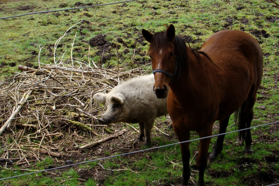 ošípaná Mangalica a kôň