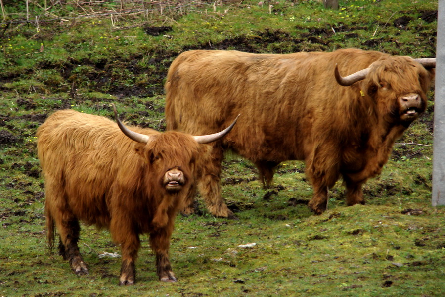 krava a býk škótskeho náhorného dobytka