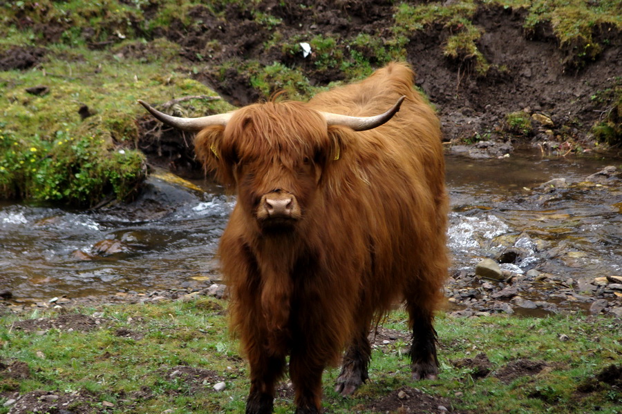 krava škótskeho náhorného dobytka