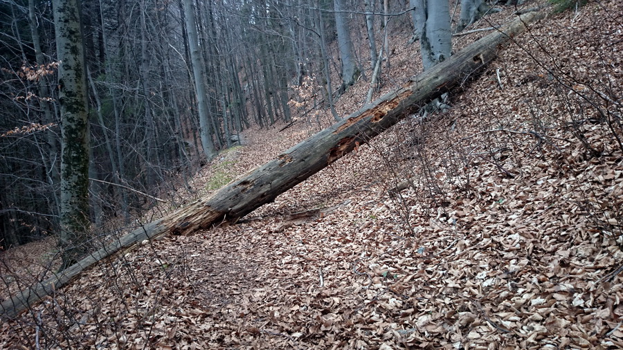 Občasný prameň z Mlyniek (Slovenský raj)