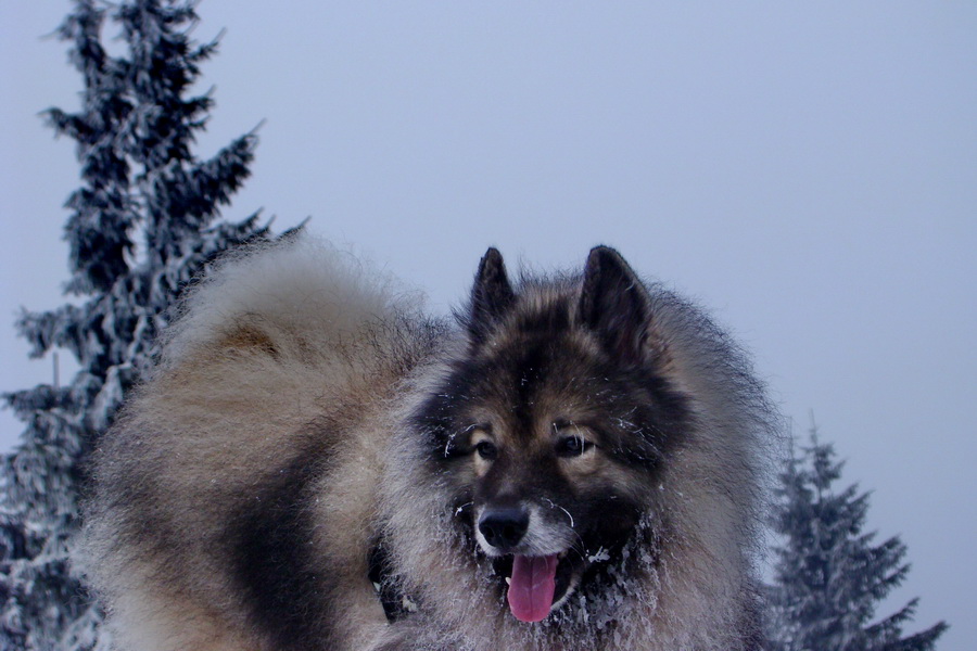 Poludnica z Liptovského Jána (Nízke Tatry)