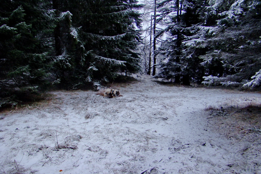 Poludnica z Liptovského Jána (Nízke Tatry)