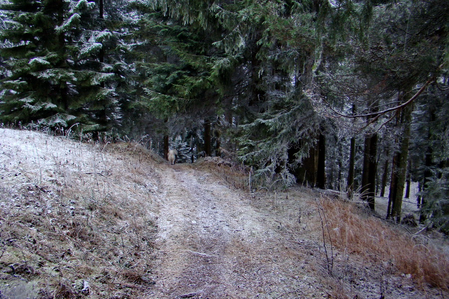 Poludnica z Liptovského Jána (Nízke Tatry)