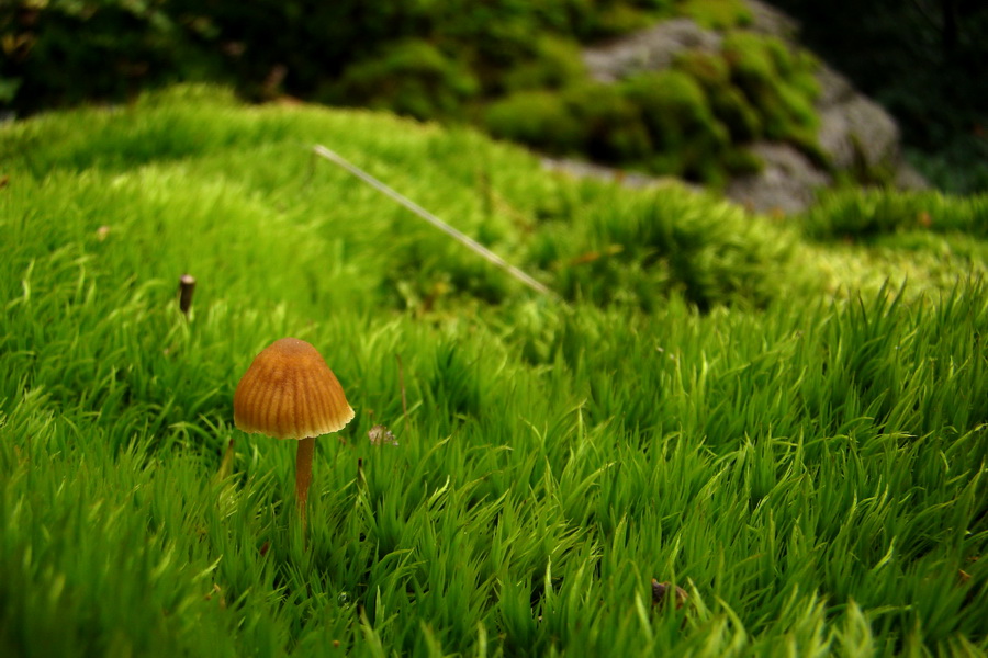 Šimonka a Zámutovské skaly (Slanské vrchy)