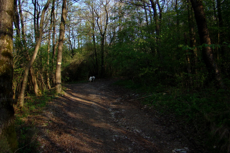 Skalisko z Betliara (Volovské vrchy)