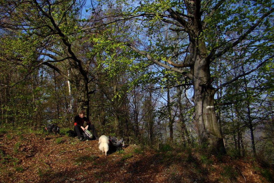 Skalisko z Betliara (Volovské vrchy)