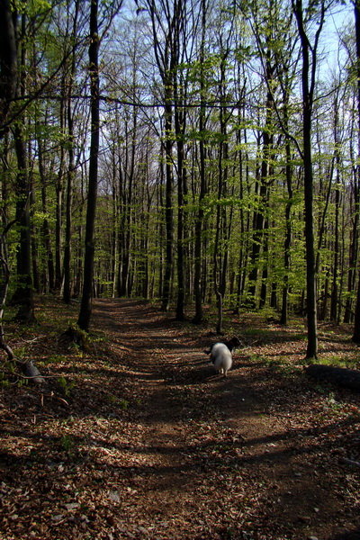 Skalisko z Betliara (Volovské vrchy)