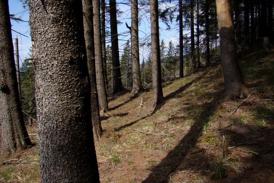 Skalisko z Betliara (Volovské vrchy)