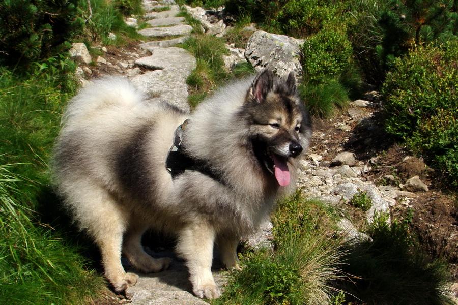 Skalka z Jasnej (Nízke Tatry)