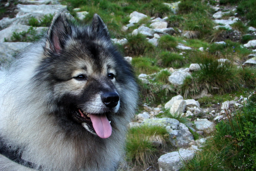 Skalka z Jasnej (Nízke Tatry)