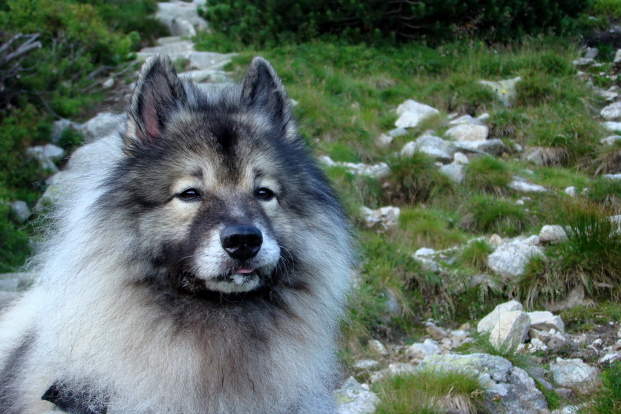 Skalka z Jasnej (Nízke Tatry)