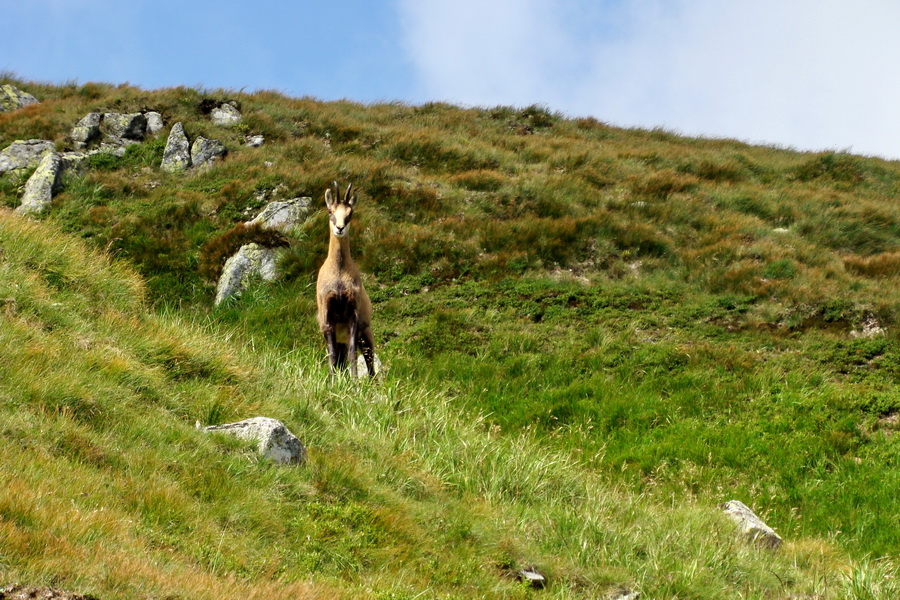 Skalka z Jasnej (Nízke Tatry)