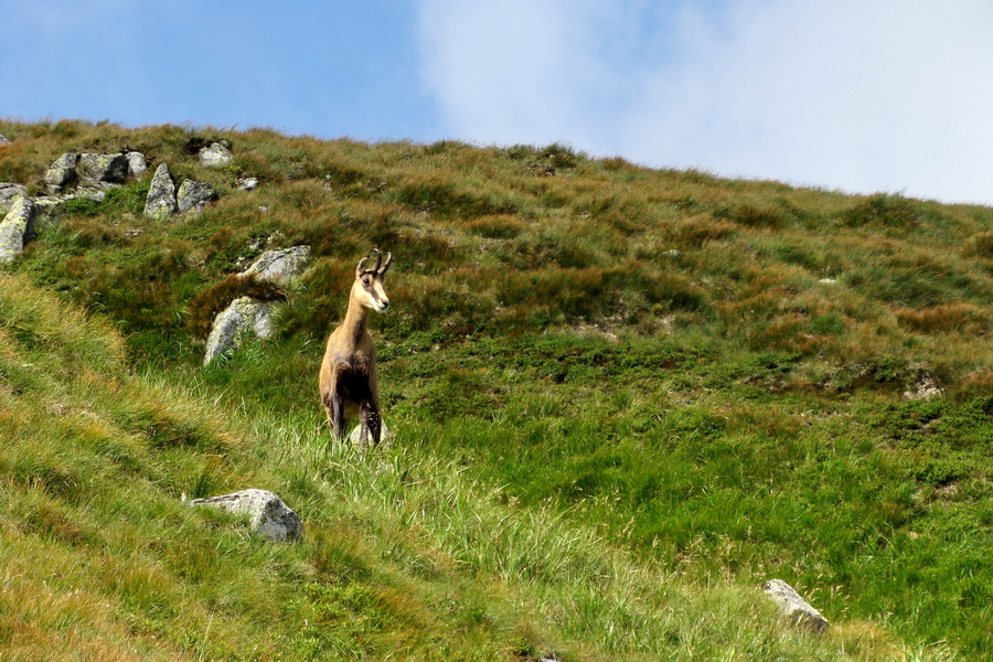 Skalka z Jasnej (Nízke Tatry)