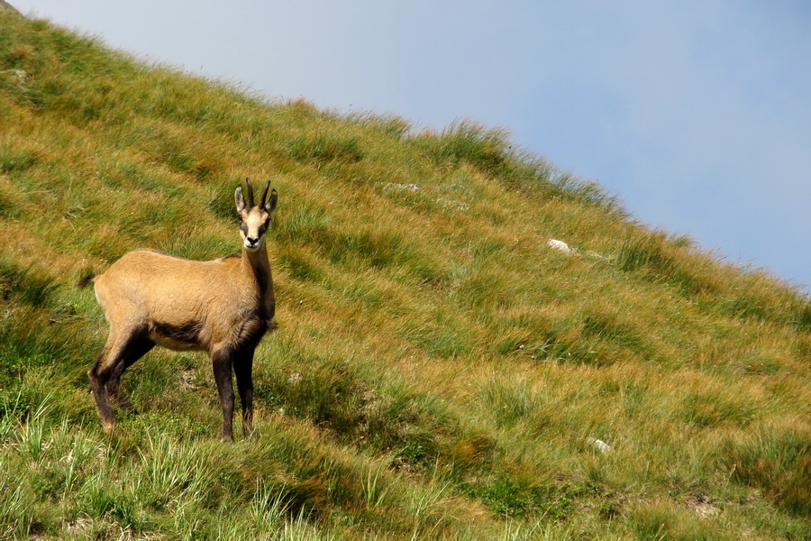 Skalka z Jasnej (Nízke Tatry)