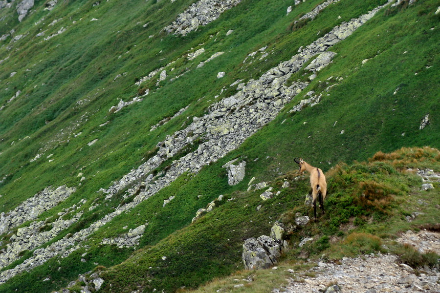 Skalka z Jasnej (Nízke Tatry)