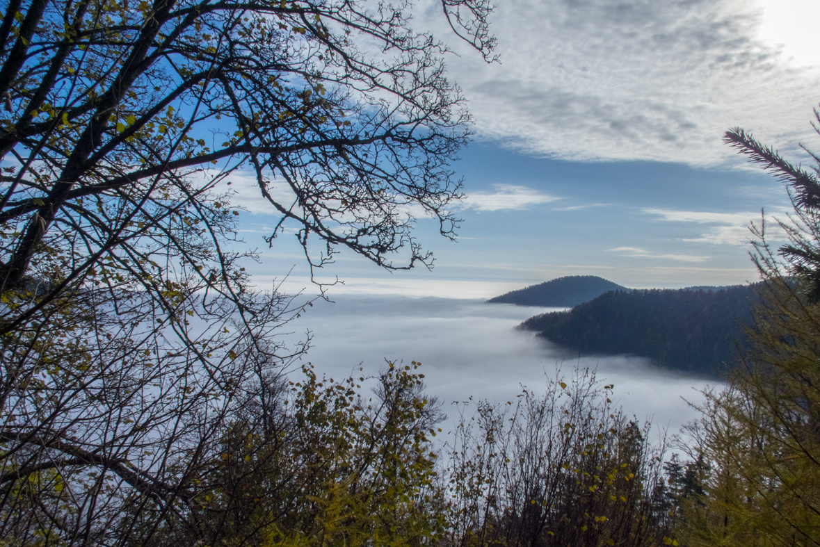 Sľubica z Braniska (Branisko)