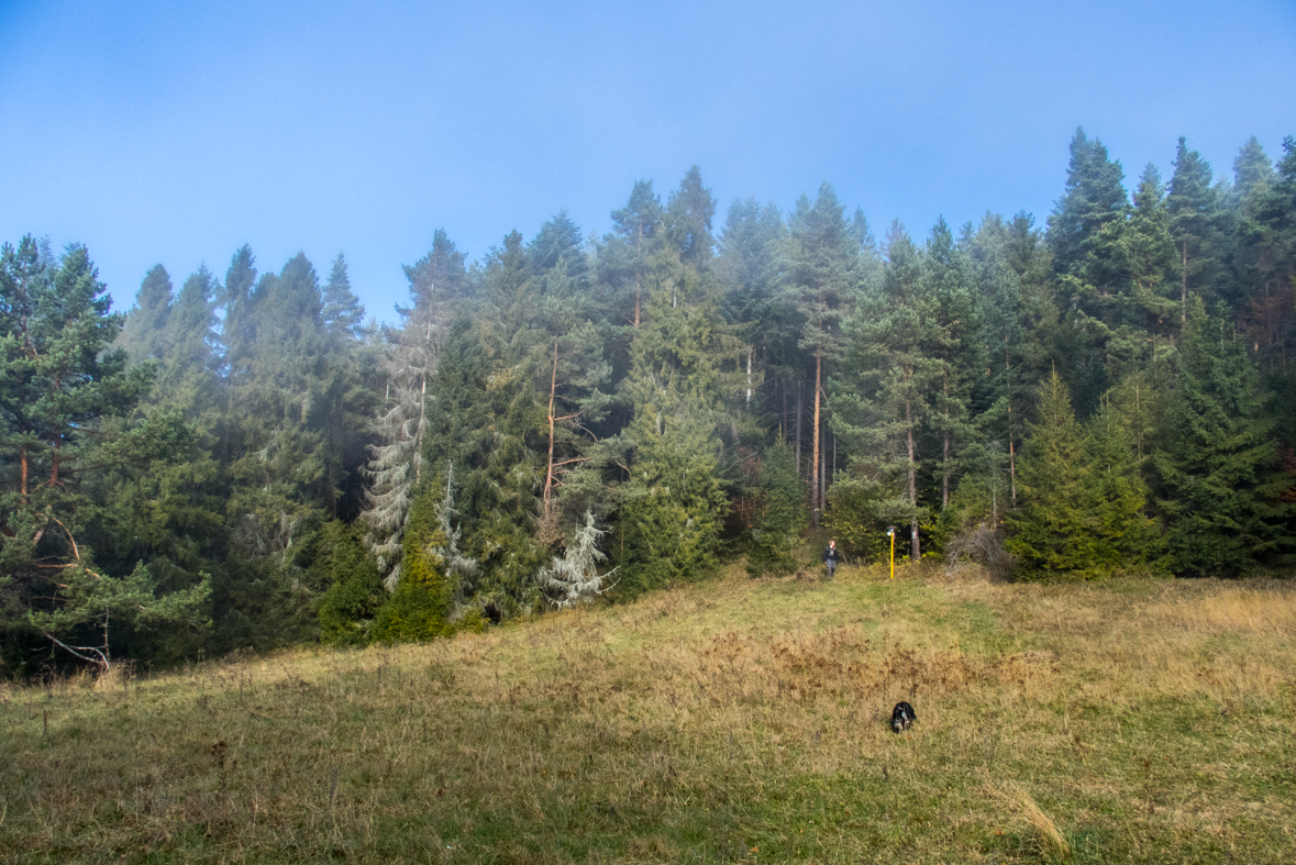 Sľubica z Braniska (Branisko)