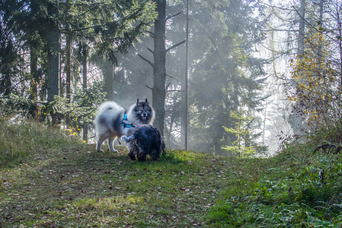 Sľubica z Braniska (Branisko)