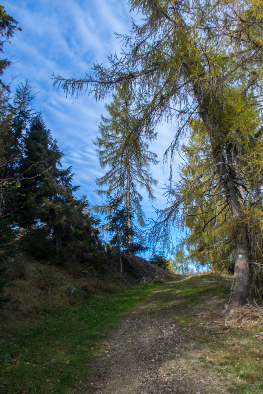 Sľubica z Braniska (Branisko)