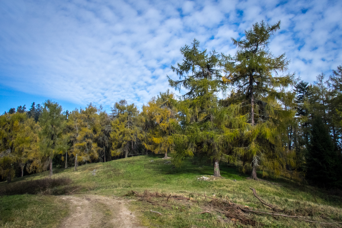 Sľubica z Braniska (Branisko)