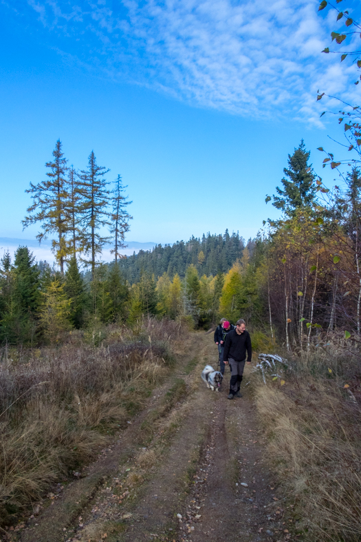 Sľubica z Braniska (Branisko)