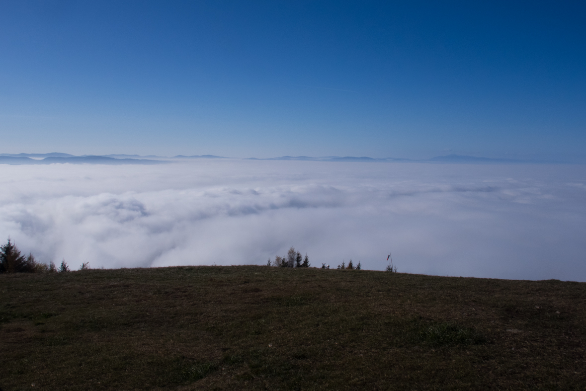 Sľubica z Braniska (Branisko)