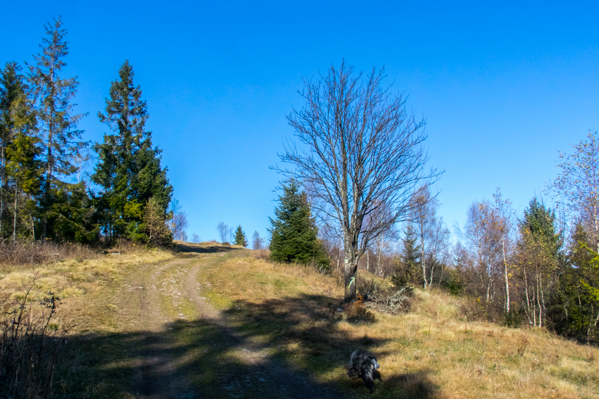 Sľubica z Braniska (Branisko)