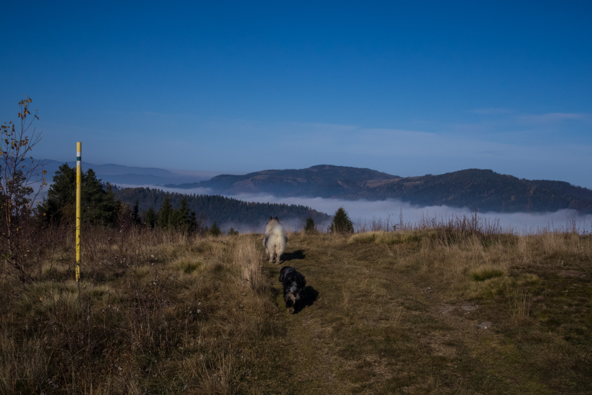 Sľubica z Braniska (Branisko)