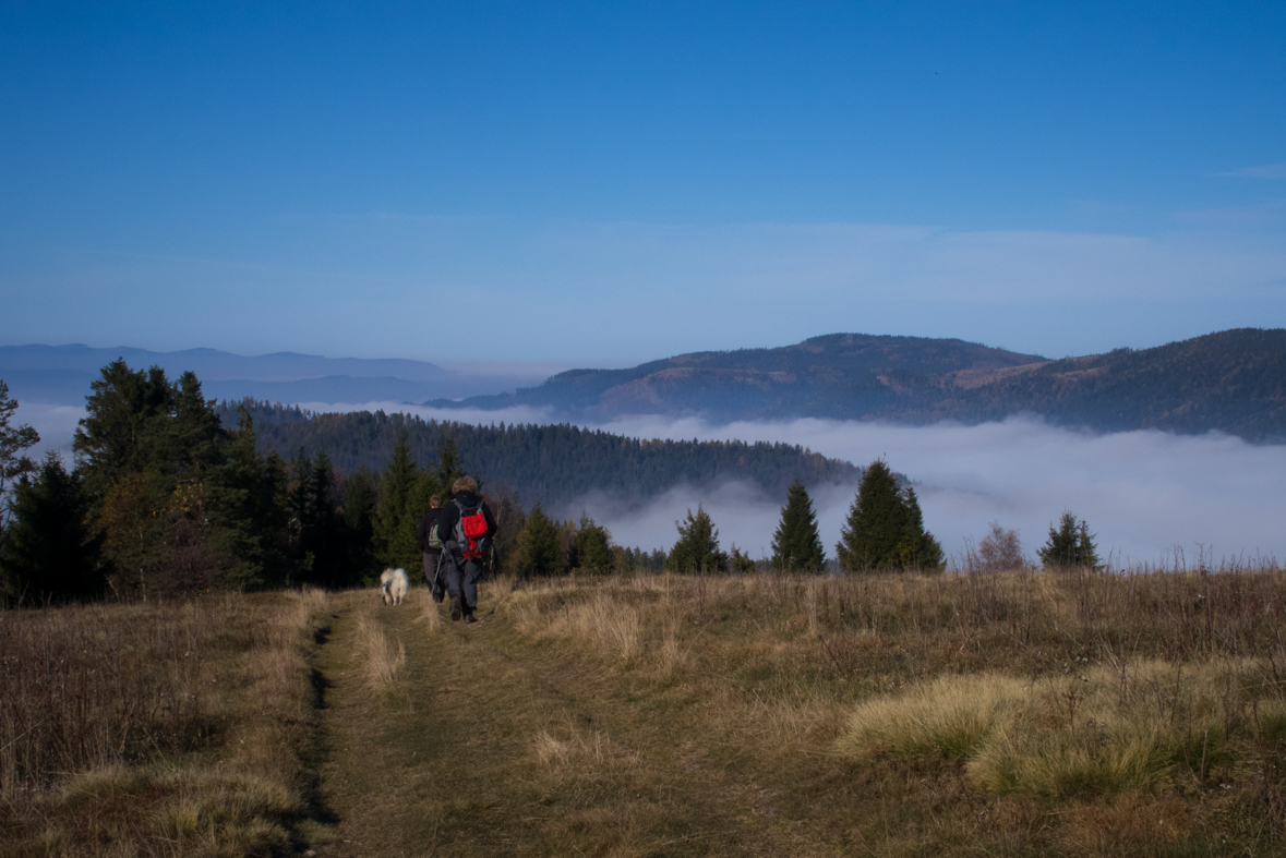 Sľubica z Braniska (Branisko)