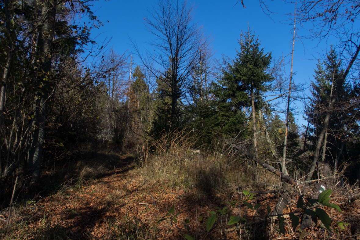 Sľubica z Braniska (Branisko)