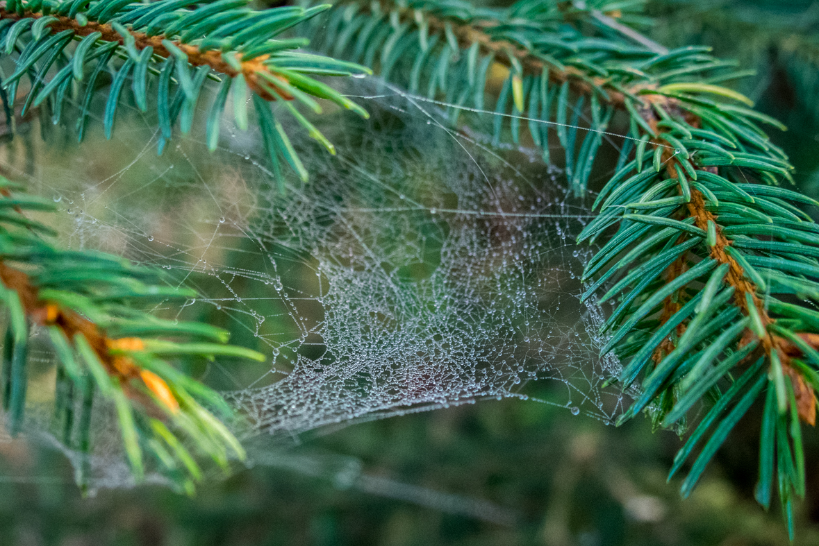 Sľubica z Braniska (Branisko)