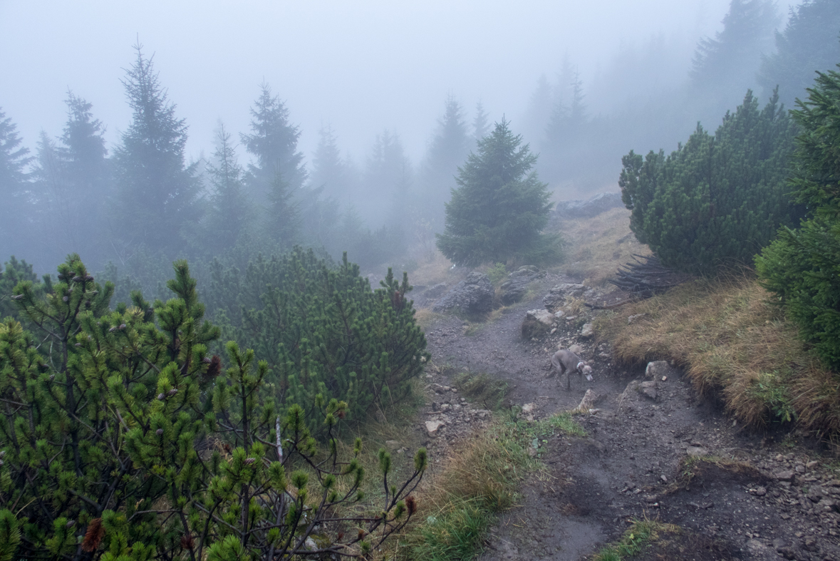 Veľký Choč z Valaskej Dubovej (Chočské vrchy)