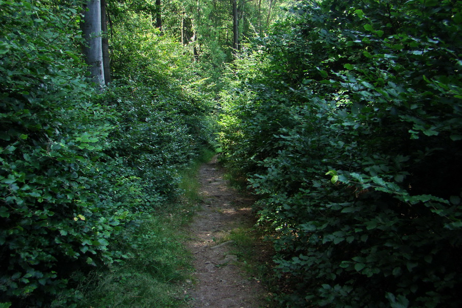 Veľký Milič zo Skároša (Slanské vrchy)