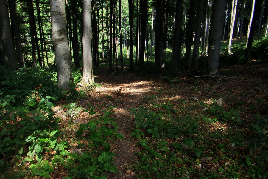 Veľký Milič zo Skároša (Slanské vrchy)