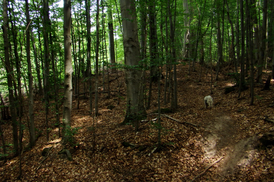 Veľký Milič zo Skároša (Slanské vrchy)