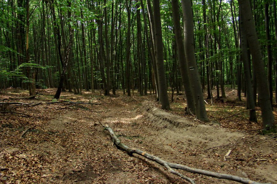 Veľký Milič zo Skároša (Slanské vrchy)