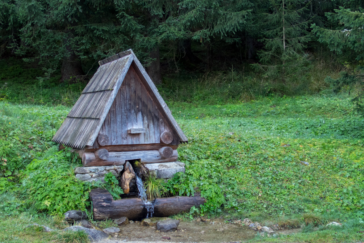 Volovec z chaty Zverovka (Západné Tatry)