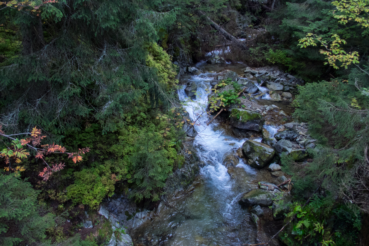 Volovec z chaty Zverovka (Západné Tatry)