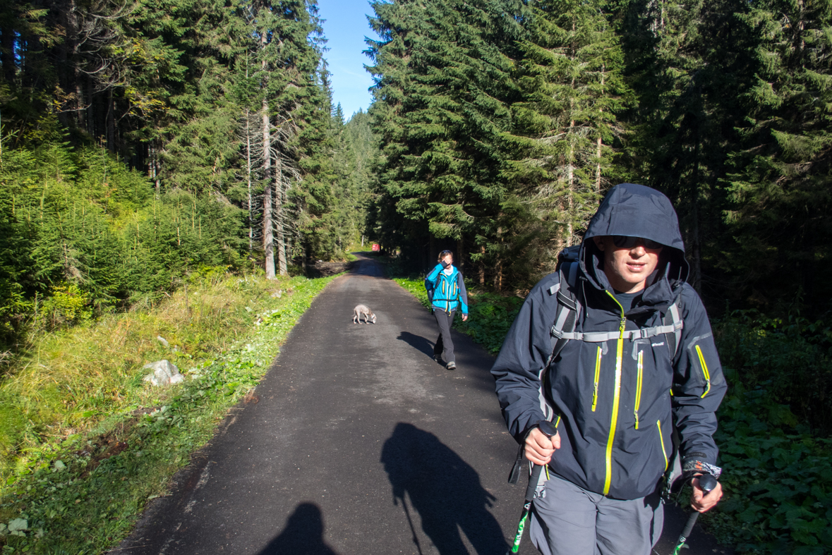 Volovec z chaty Zverovka (Západné Tatry)