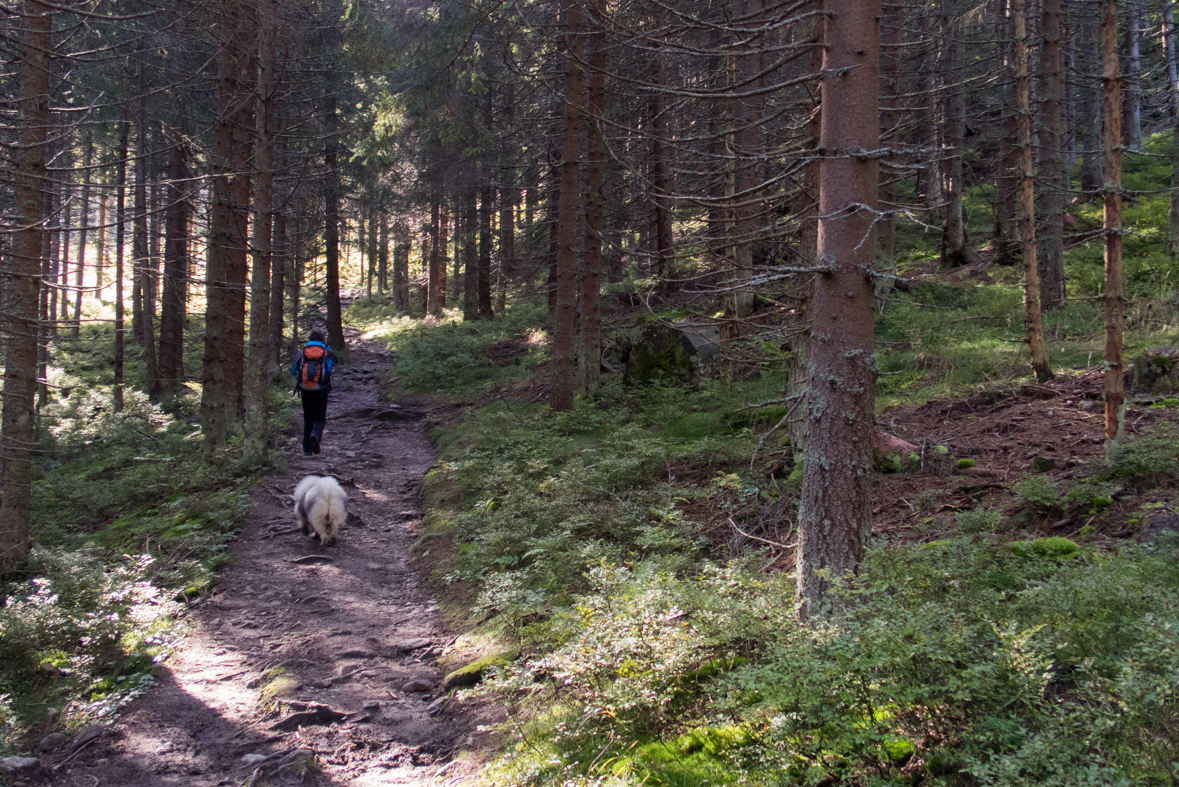 Volovec z chaty Zverovka (Západné Tatry)