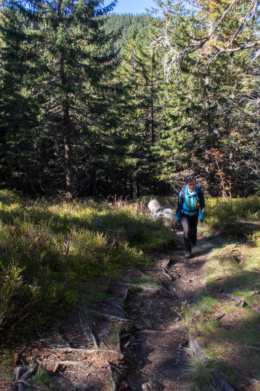 Volovec z chaty Zverovka (Západné Tatry)