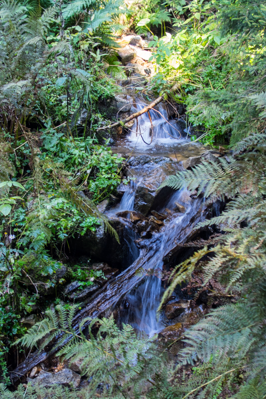 Volovec z chaty Zverovka (Západné Tatry)