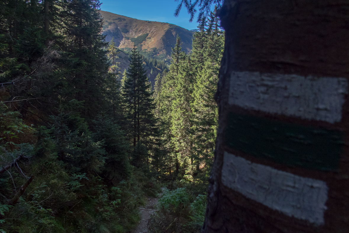 Volovec z chaty Zverovka (Západné Tatry)