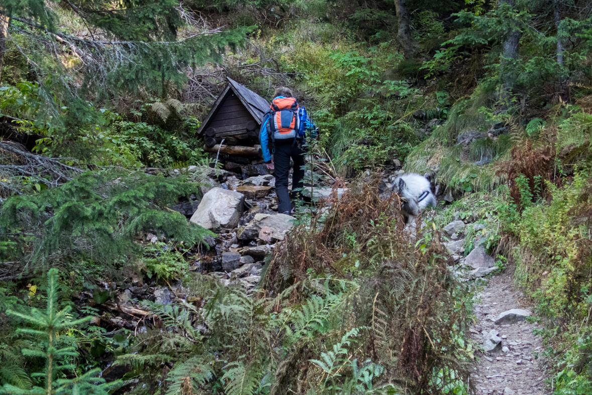 Volovec z chaty Zverovka (Západné Tatry)