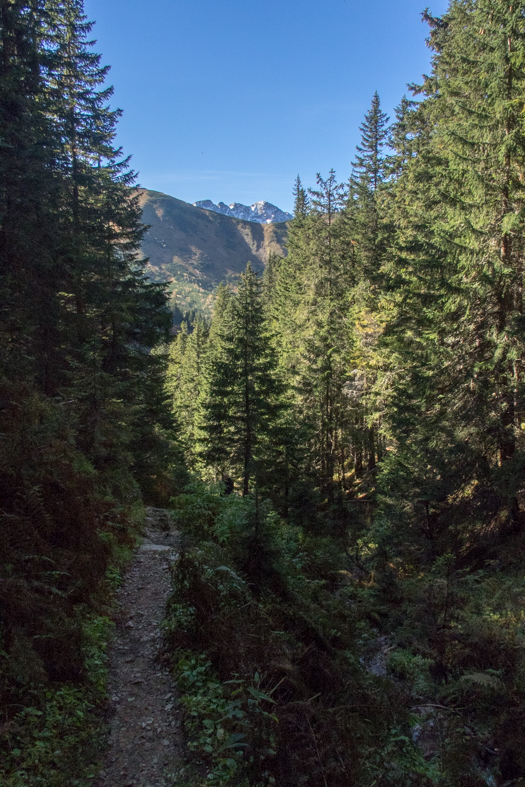 Volovec z chaty Zverovka (Západné Tatry)